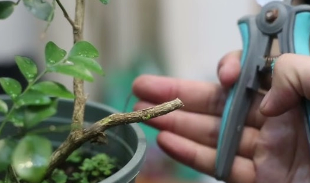 修剪工具推薦 修剪工具推薦