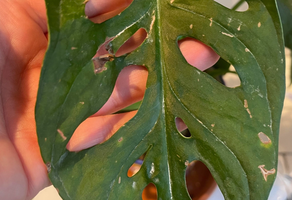 龜背芋葉子變黃 龜背芋葉子變黃