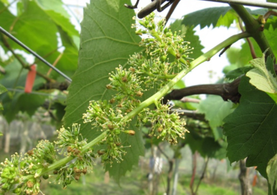 葡萄花芽分化