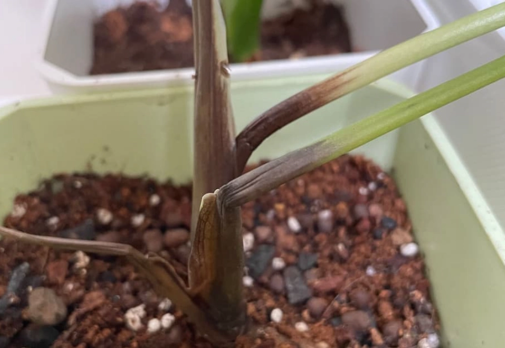 龜背芋茎黑腐病