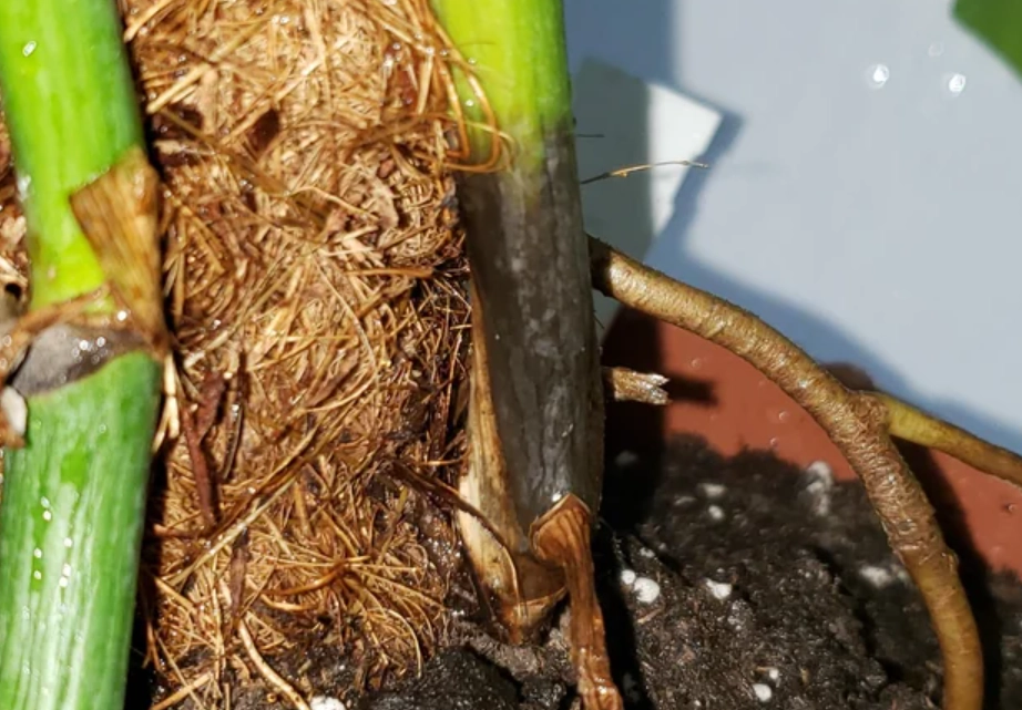 龜背芋茎黑腐病