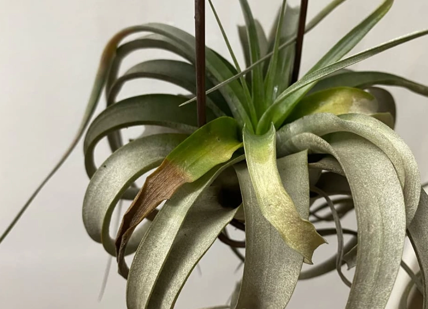 空氣鳳梨枯死 空氣鳳梨枯死