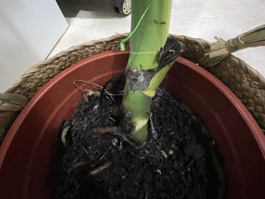 龜背芋莖變黑 原因