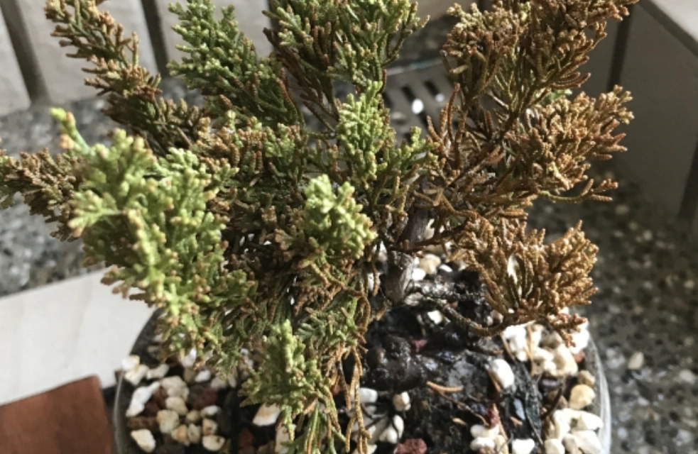 柏树 病害 柏树 病害