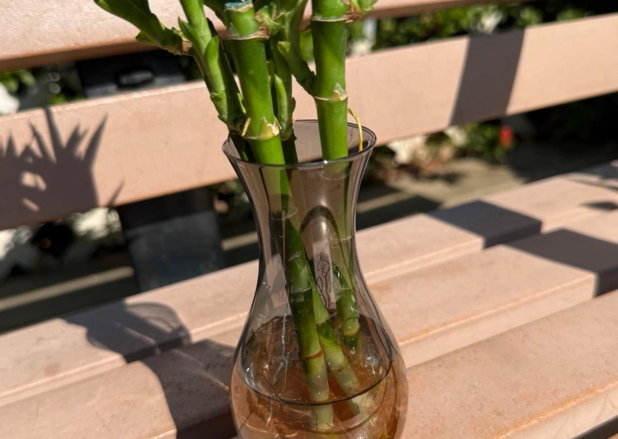 富貴竹風水 富貴竹風水