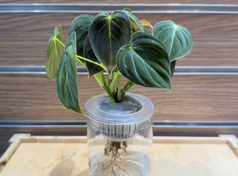 陽台低光照植物