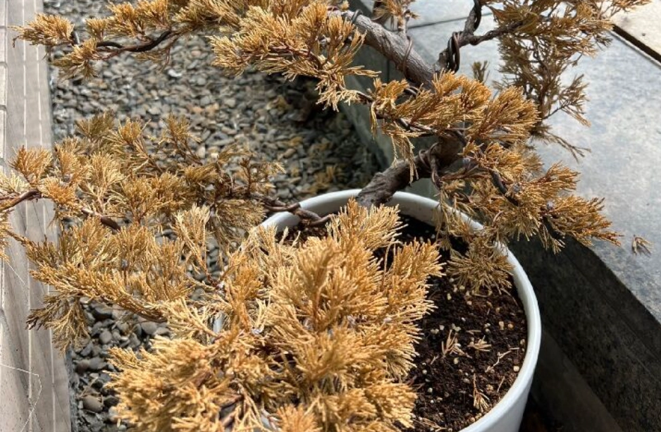 柏树 黄叶 原因 柏树 黄叶 原因