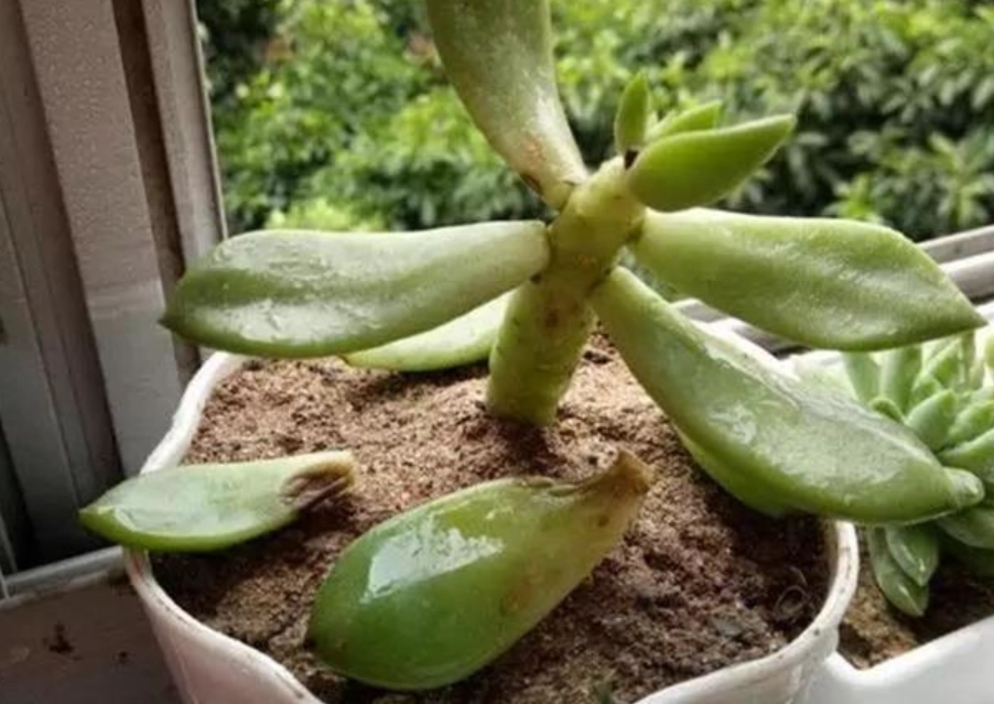 多肉植物急救