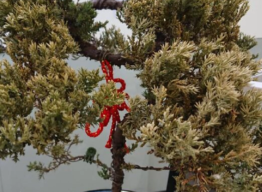 柏树 病害 柏树 病害