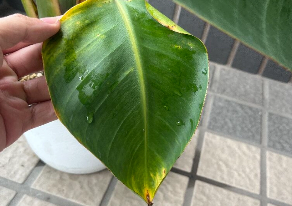 黃邊天堂鳥 品種