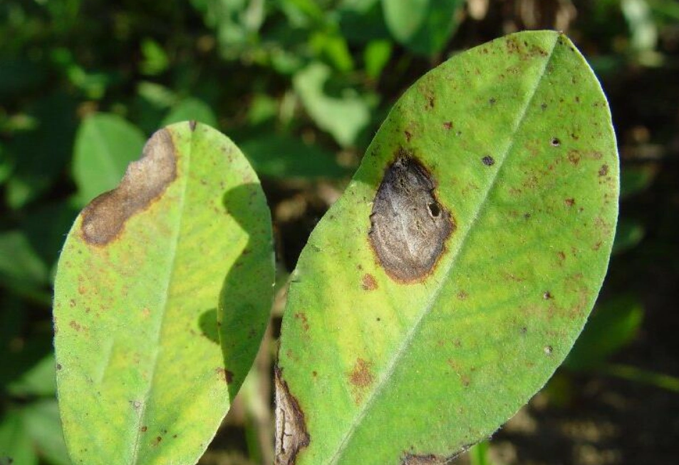 植物炭疽病 植物炭疽病