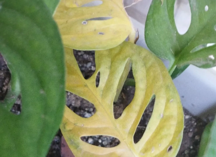 龜背芋根腐病 龜背芋根腐病