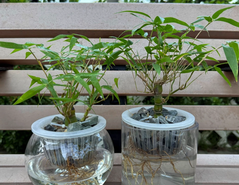 水培竹如何修剪 水培竹如何修剪