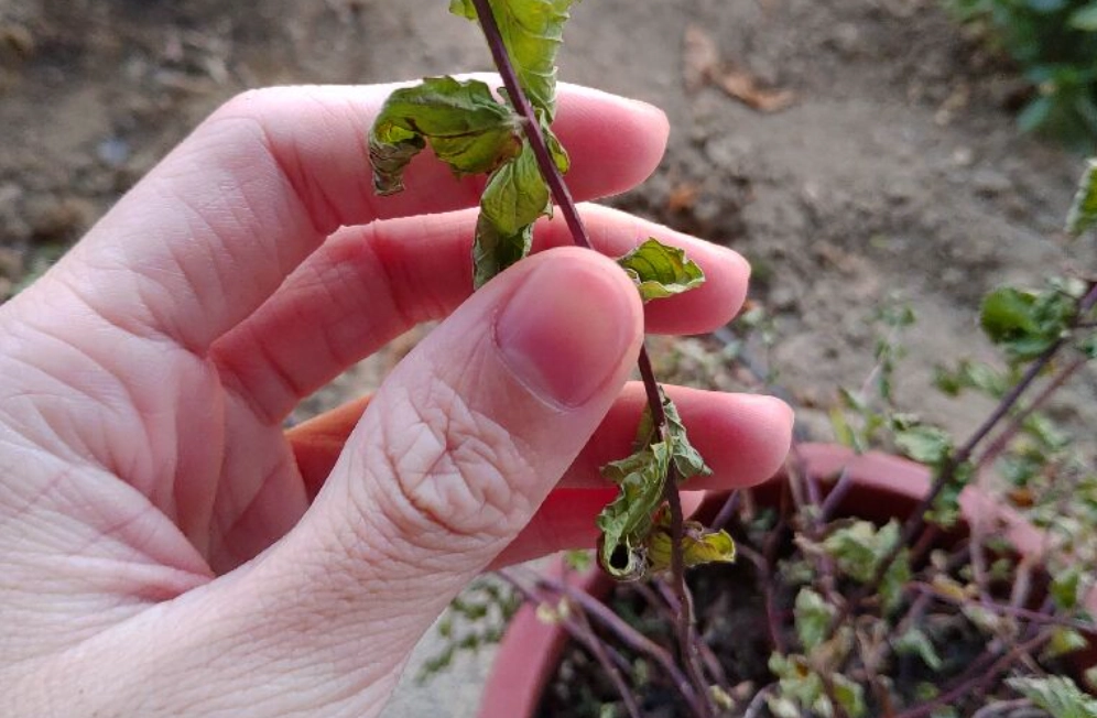 薄荷葉子捲曲原因 薄荷葉子捲曲原因