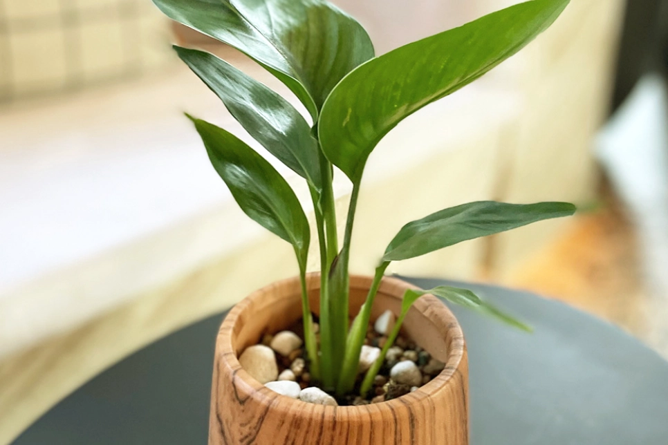 天堂鳥 盆栽 天堂鳥 盆栽