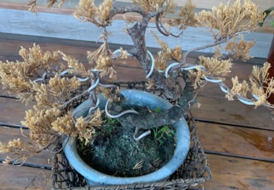 盆栽急救方法 盆栽急救方法