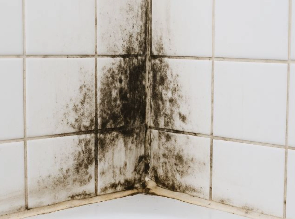 浴室黴菌清除 浴室黴菌清除