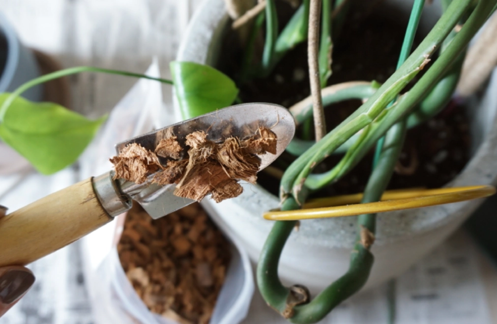 龜背芋泥炭土配方