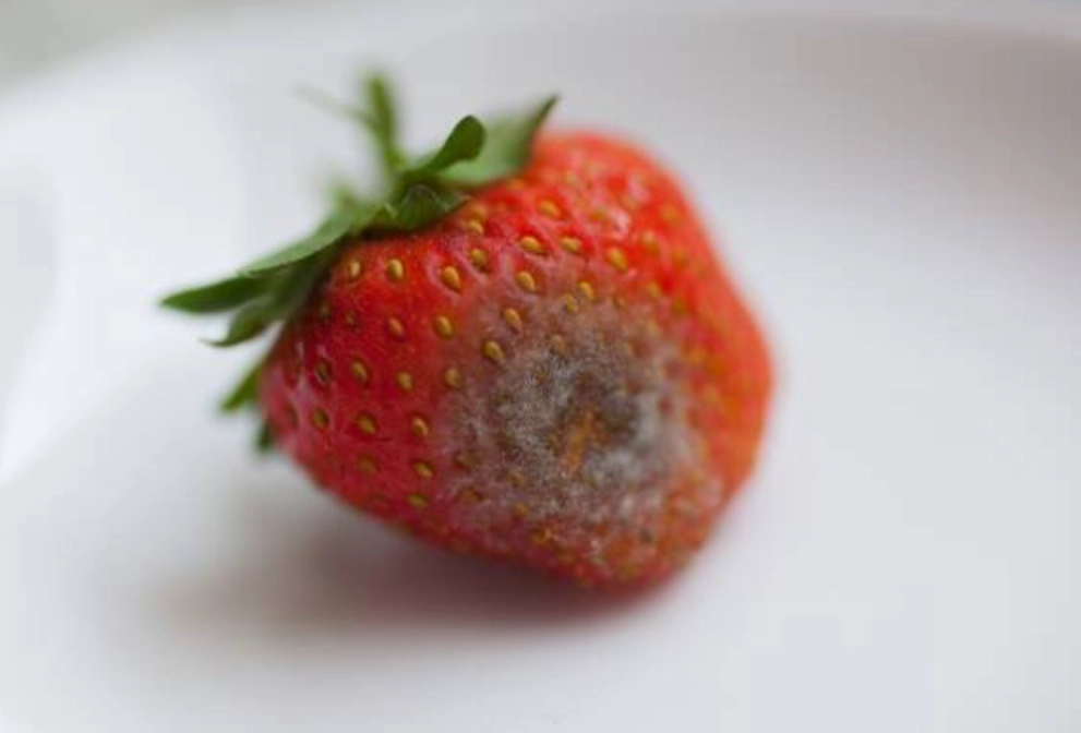 食物發霉怎麼辦