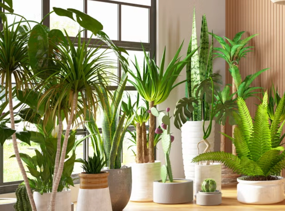 大型室內植物推薦