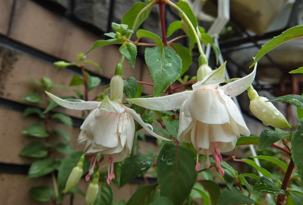 吊鐘花種子 吊鐘花種子