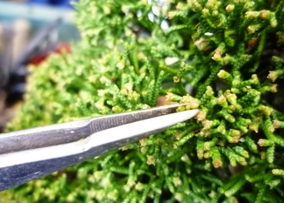 真柏修剪 真柏修剪