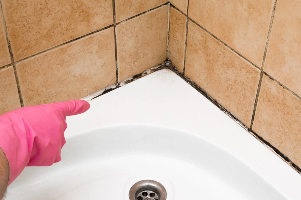 浴室黴菌 浴室黴菌