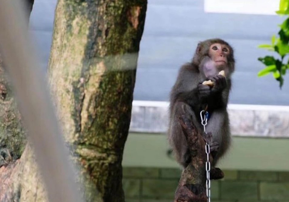 夢到養猴子 周公解夢