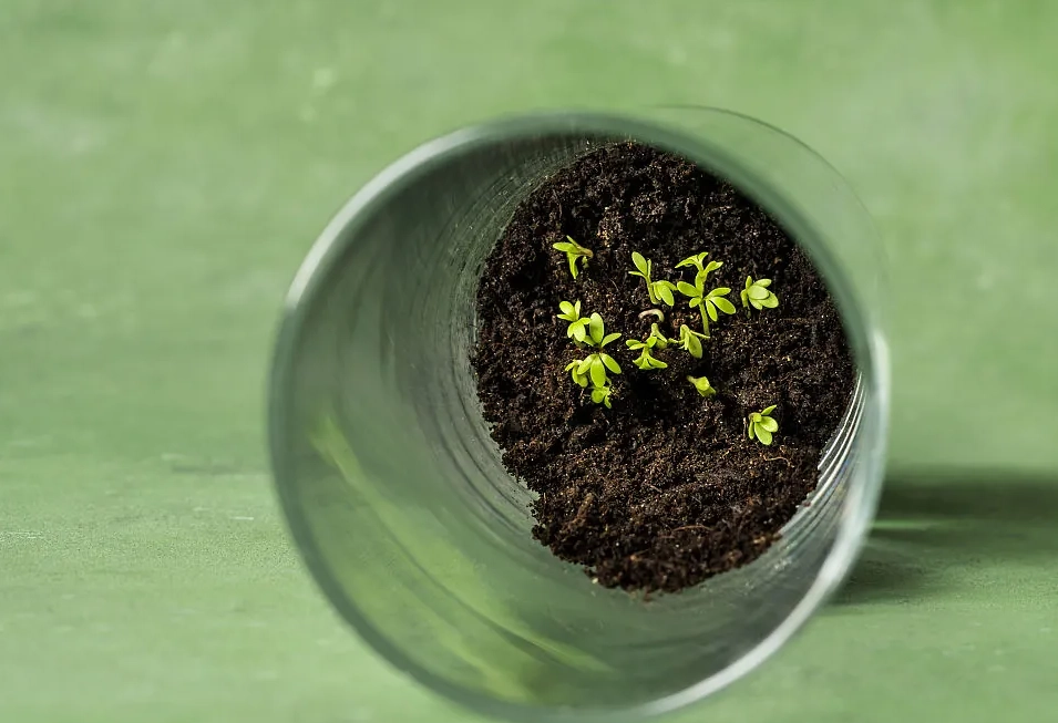 葡萄籽催芽方法