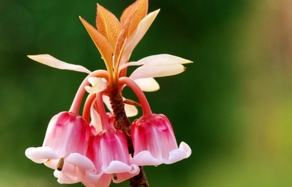 吊鐘花繁殖方法 吊鐘花繁殖方法