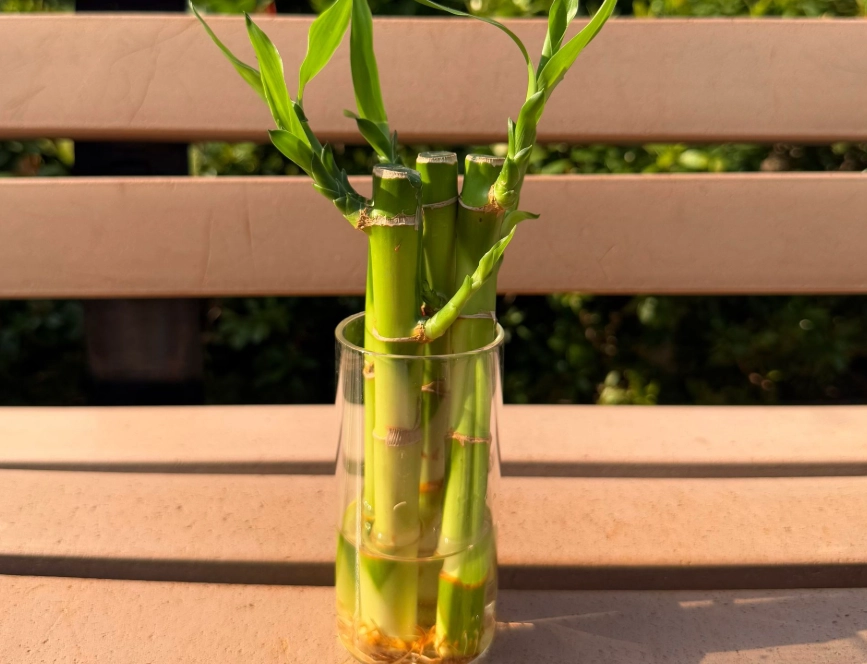 富貴竹風水 富貴竹風水