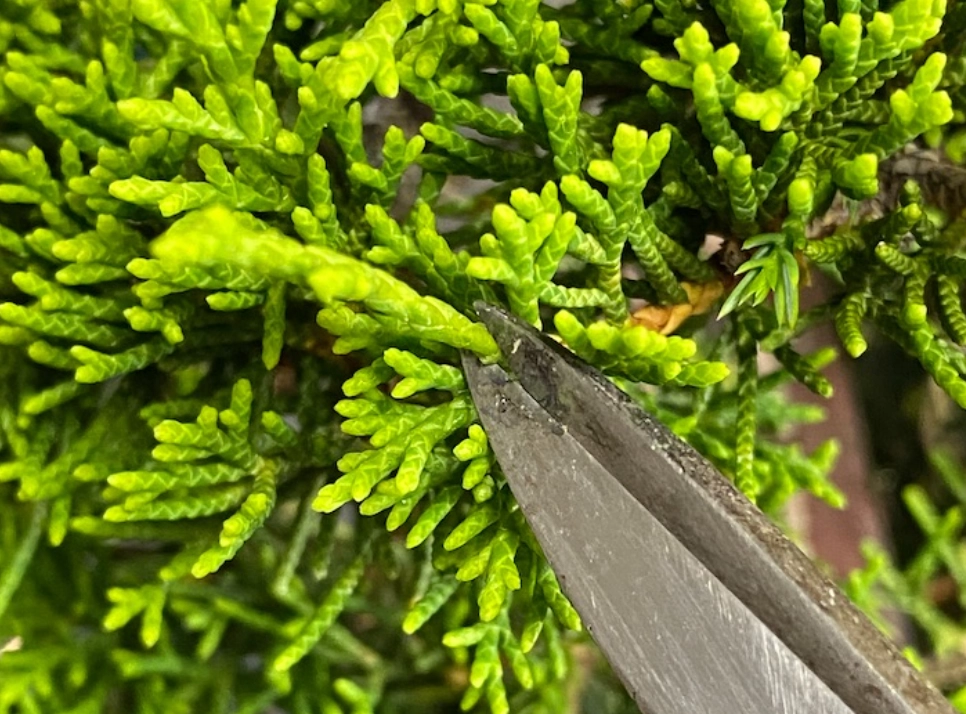 真柏修剪 真柏修剪