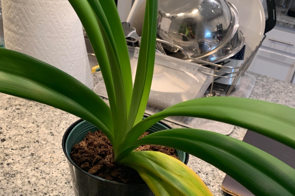 朱頂紅 不開花 處理