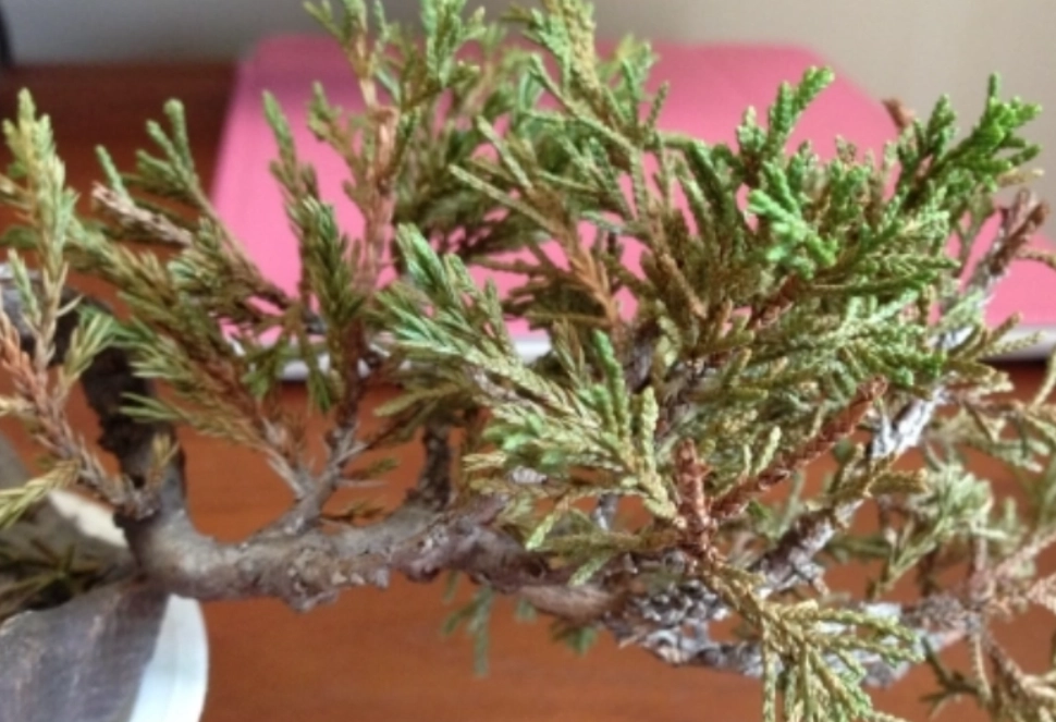 柏树 叶子 变黄 怎么办 柏树 叶子 变黄 怎么办