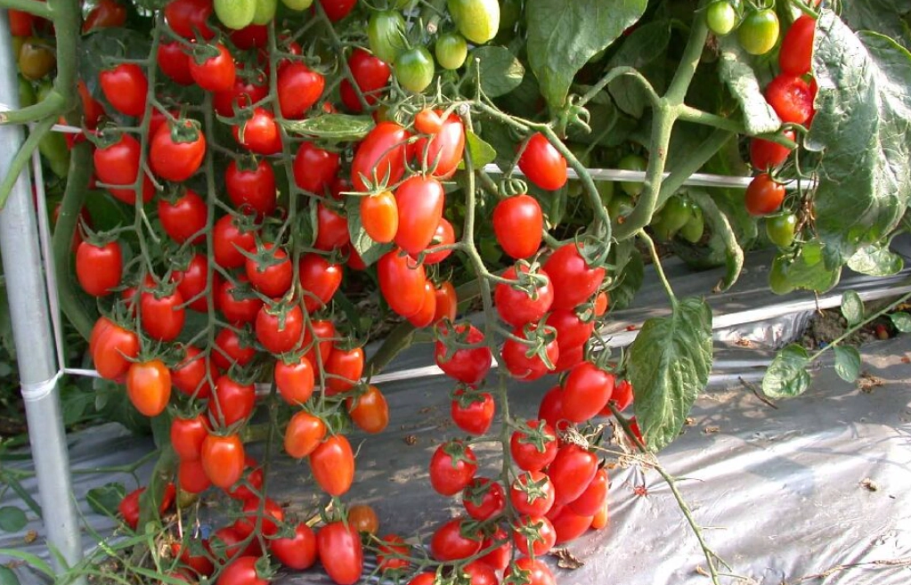 半停心番茄 種植