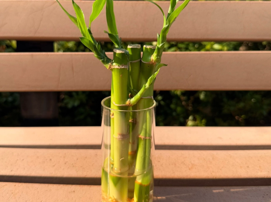 竹子盆栽
