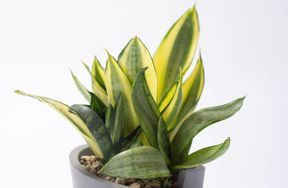 陽台低光照植物