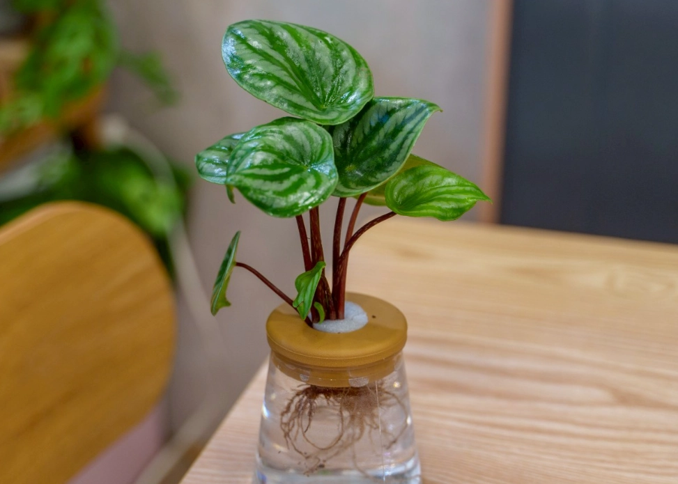 水耕植物推薦 水耕植物推薦