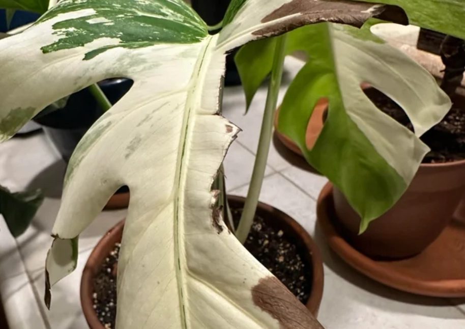 龜背芋葉子變白 龜背芋葉子變白