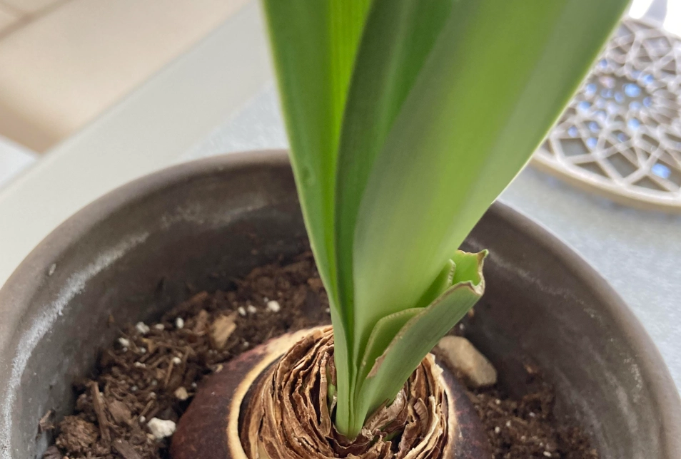 孤挺花 只長葉 不開花 原因