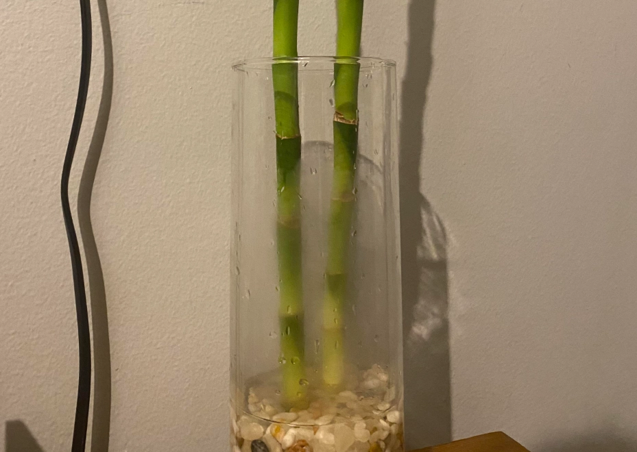 水培竹根部變黃 水培竹根部變黃