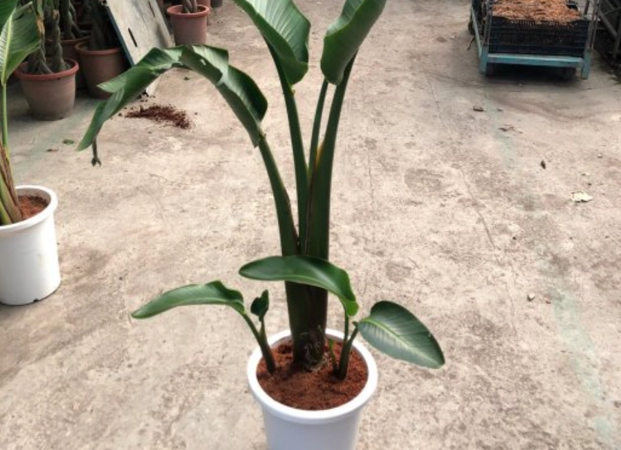 鶴望蘭 不開花 鶴望蘭 不開花