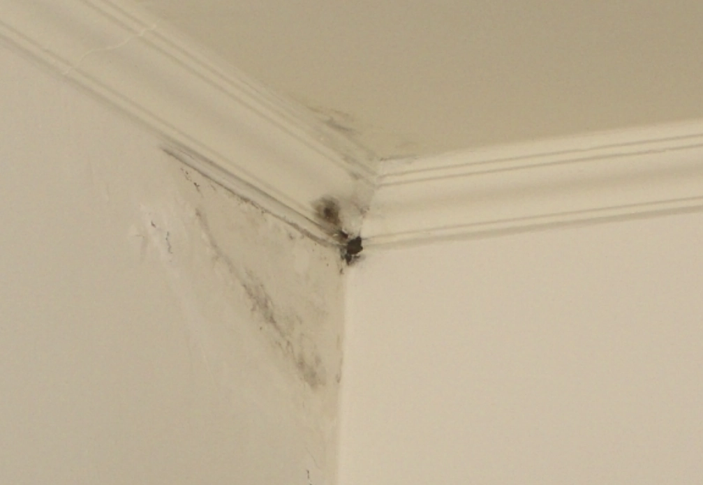 天花板發黴處理