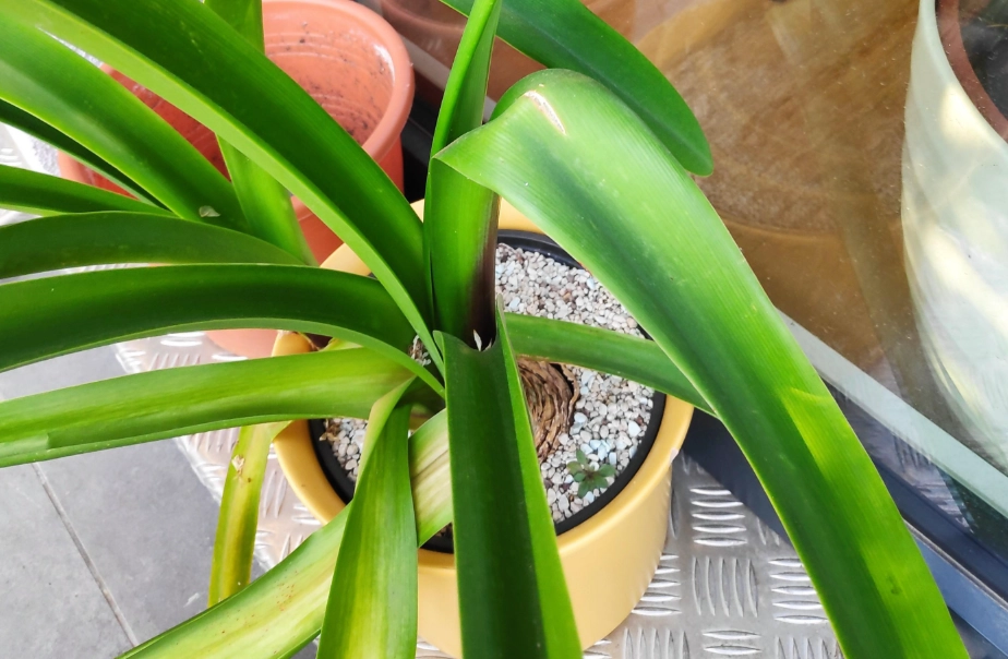 孤挺花 只長葉 不開花 原因