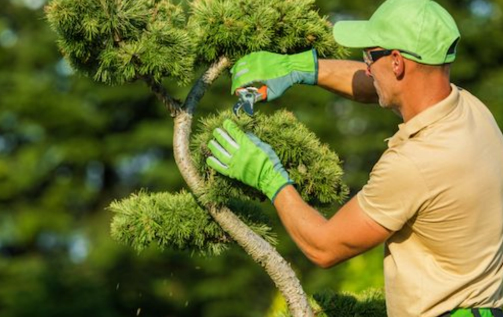 灌木修剪技巧 灌木修剪技巧