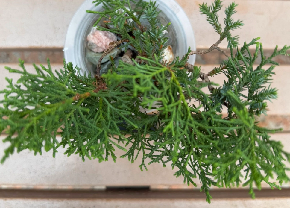 真柏修剪 真柏修剪