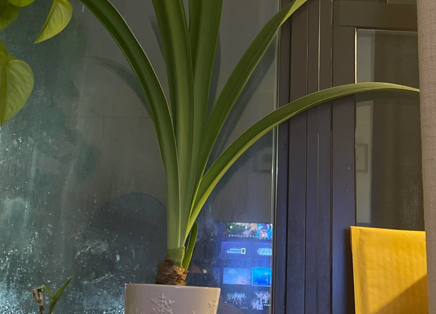 孤挺花 催花 方法