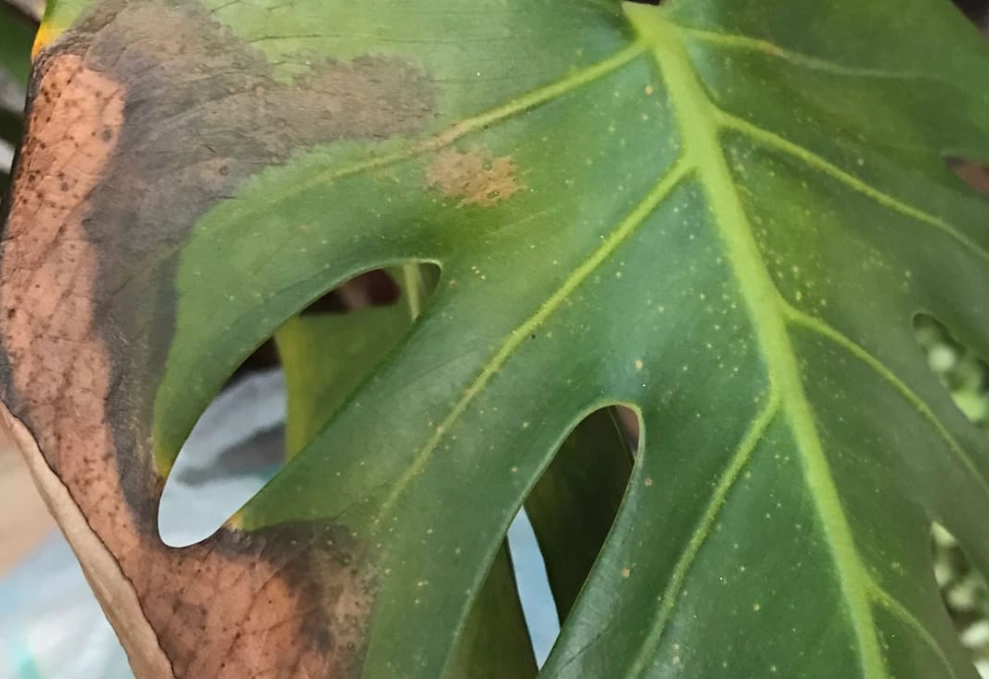 龜背芋根腐病 龜背芋根腐病