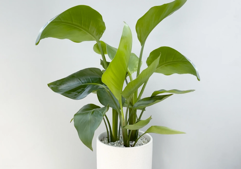 鶴望蘭 照顧 鶴望蘭 照顧