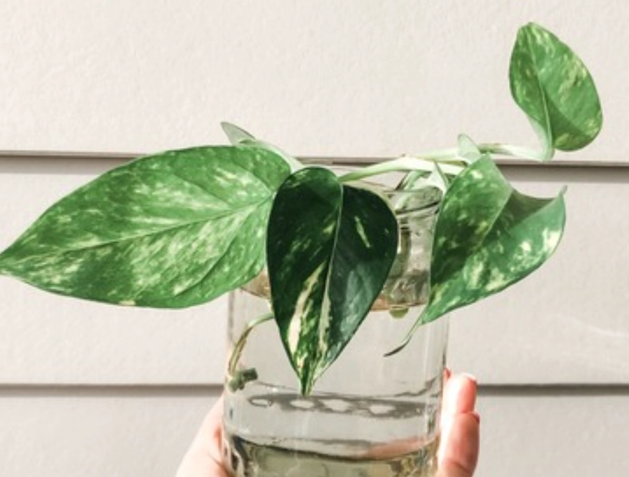 水種植物 水種植物